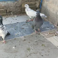 کبوتر