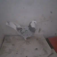 گبوتر|پرنده|اصفهان, ارغوانیه|دیوار