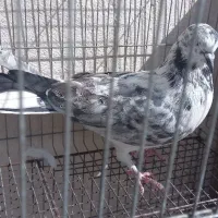 کفتر گرفتنی