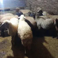 ۲۰راس گوسفند داشتی ابستن