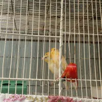 پرنده.قناری|پرنده|خوانسار, |دیوار