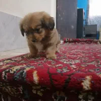 سگ جیبی|سگ|قم, اسمعیل آباد|دیوار