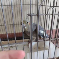 قفس و عروس هلندی
