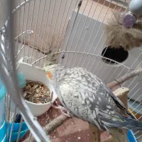 عروس هلندی خوشگل و اهلی|پرنده|مراغه, |دیوار