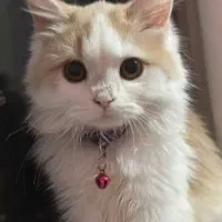 گربه پرشین کلاسیک عروسکی|گربه|اردبیل, |دیوار