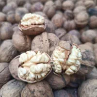 گردو توسرکان پرداخت درب منزل