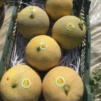 سبد ملون تک رگ