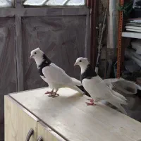 نرماده طوقی