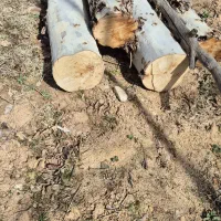 چوب گردو زردالو و چنار