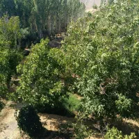 باغ زیبا در روستای خوش آب و هوای یاتان