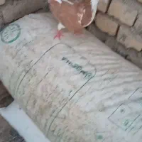 ماده عمری زرد بشرط تخم جوجه جوجهاشم دارم فروشی 400