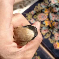 سهره نر ماده مولد وجوجه نقش|پرنده|شاهین‌شهر, حاجی آباد|دیوار