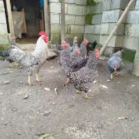 تخم مرغ نژاد پیلموت راک|حیوانات مزرعه|دالخانی, |دیوار