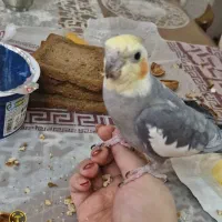 عروس هلندی|پرنده|سهند, |دیوار