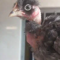 جوجه ۱ روزه ۱ ماهه ۳ ماهه