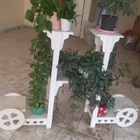 گل و پایه گل|گل و گیاه طبیعی|بجنورد, |دیوار