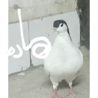 کفتر یا کبوتر دو جفت