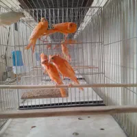 قناری|پرنده|ساوه, |دیوار