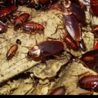 سمپاشی کلیه حشرات سم پاشی سوسک ساس