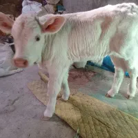 گاو سیمینتال|حیوانات مزرعه|باشتین, |دیوار