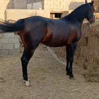 فروش یک راس مادیان به همراه کره مادیان