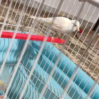 سهره قناری و قناری وفنچ و شاتو|پرنده|میرجاوه, |دیوار