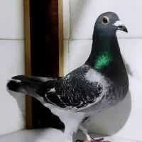 فروش کبوتر نژاد مولر