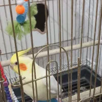 عروس هلندی|پرنده|یزد, |دیوار