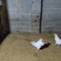 خروس|پرنده|فلارد, |دیوار