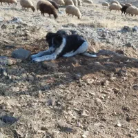 سگ گله ای|سگ|اسلامآباد غرب, |دیوار