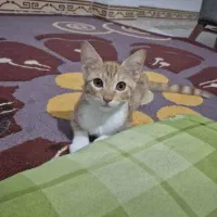 واگذاری رایگان بچه گربه