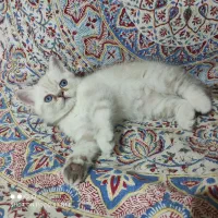 واگذاری توله اسکاتیش|گربه|تهران, جیحون|دیوار