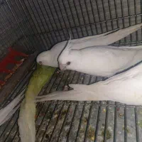 جوجه عروس