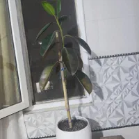 فیگوس الاستیکا