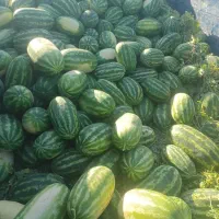 هندوانه بیضی شب یلدا B32