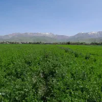 اجاره-زمین-به-زنبوردار