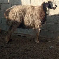 میش بره دار آبستن 15راس درجه یک