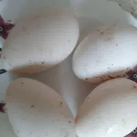 تخم غاز نطفه دار