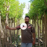 نهال فضای سبز اقاقیای پیوند شده سایز قطردار گلدانی|خدمات باغبانی و درختکاری|زنجان, |دیوار