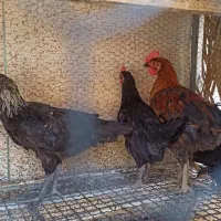 مرغ تخم گذار محلی و جوجه خروس محلی|حیوانات مزرعه|لار, |دیوار