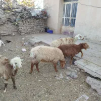 بره . نر .ماده|حیوانات مزرعه|رابر, |دیوار