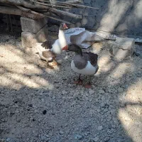 غاز|حیوانات مزرعه|شادگان, |دیوار