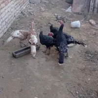 بوقلمون برنزه و بوربون|حیوانات مزرعه|گرگان, |دیوار