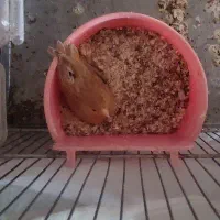قناری م اده جف ت سهره