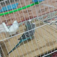 مرغ عشق|پرنده|سلامی, |دیوار