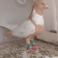 پرنده عتیغه تیکه دار