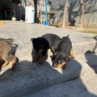 سگ روتوایلر|سگ|ری, امین آباد|دیوار