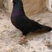 کبوتر زاغ ماده گمشده در گلدیس فاز۴خیابان ابوذر