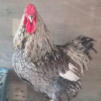 مرغو خروس دزدیده شده