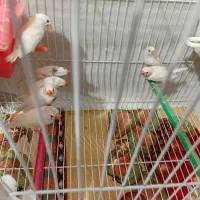 حیوان خانگی